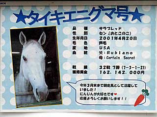 タイキエニグマ