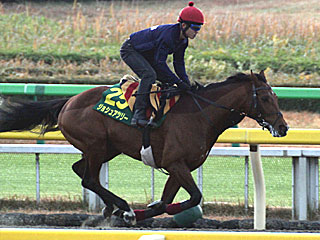 ジョシュアツリー(ジャパンカップ公開調教)