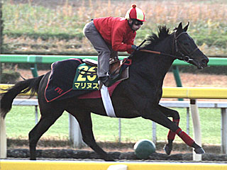 マリヌス(ジャパンカップ公開調教)