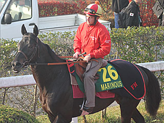 マリヌス(ジャパンカップ公開調教)