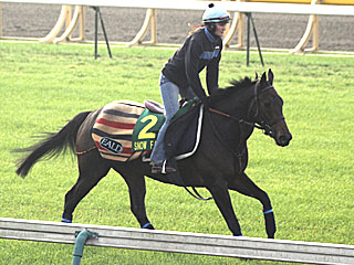 スノーフェアリー(ジャパンカップ公開調教)