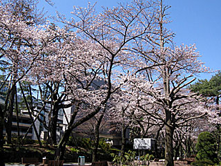 日本庭園