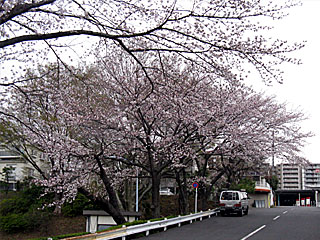 桜並木