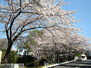 桜並木