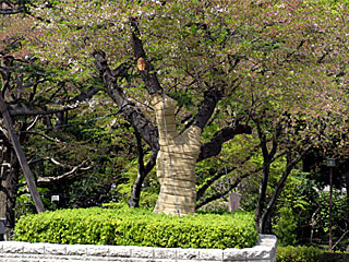 下見所大桜