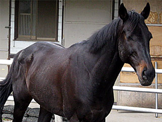 ユキノサンロイヤル