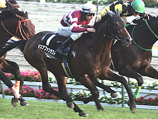 ピエナファンタスト(オーロカップ)