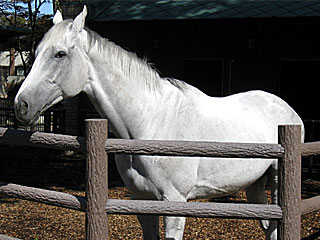 シベリアンヒート