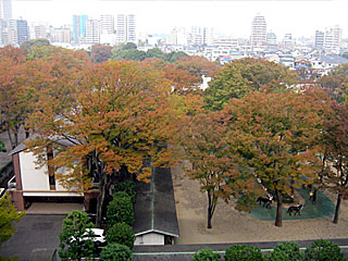 東京競馬場の紅葉