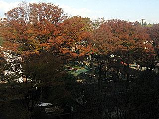 東京競馬場の紅葉