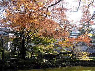 東京競馬場の紅葉