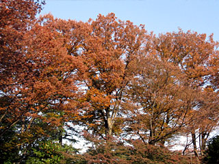 東京競馬場の紅葉