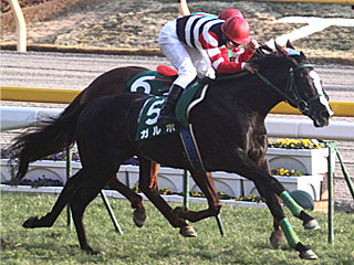 ガルボ(東京新聞杯)