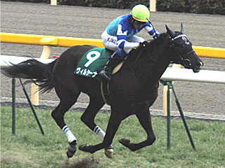 ヴィルシーナ(クイーンカップ)