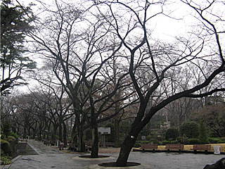 日本庭園の桜