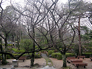 日本庭園の桜