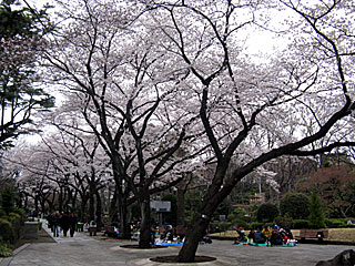 日本庭園の桜