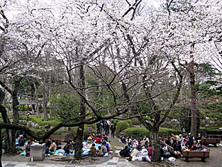 日本庭園の桜