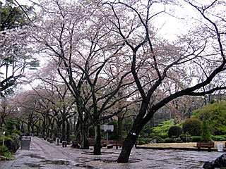 日本庭園の桜