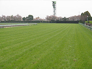 中山競馬場芝コース開放