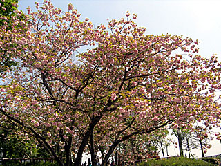 八重桜