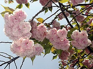 八重桜