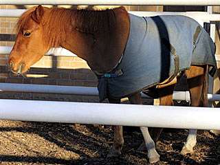 ハショウボーイ