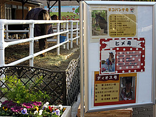 乗馬の展示コーナー