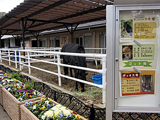 乗馬の展示コーナー