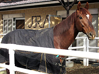 マイネルラクリマ