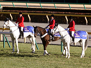 誘導馬(シュウトサブリナ、サクセスブロッケン、ユーワビスケット)