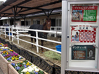 乗馬の展示コーナー