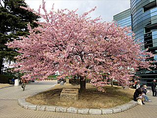 河津桜＠中山競馬場