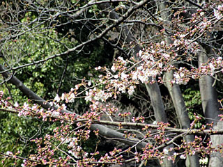 日本庭園の桜