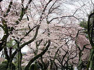 日本庭園の桜