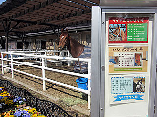 乗馬の展示コーナー