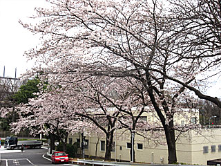 東京競馬場正門前の桜並木