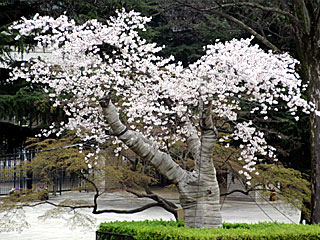 下見所大桜