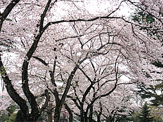 日本庭園の桜