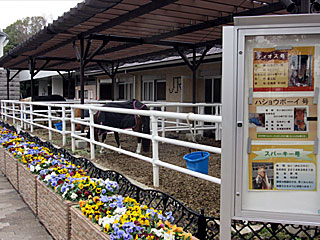 乗馬の展示コーナー