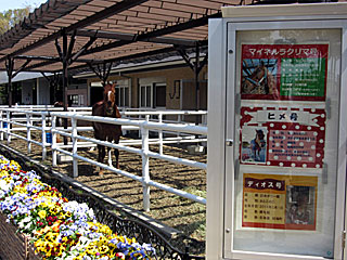 乗馬の展示コーナー