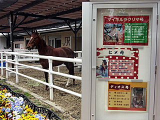 乗馬の展示コーナー