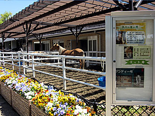 乗馬の展示コーナー