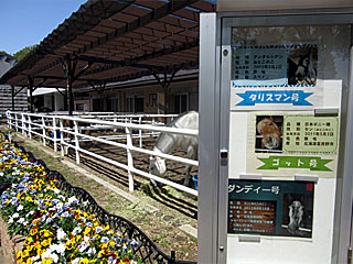 乗馬の展示コーナー