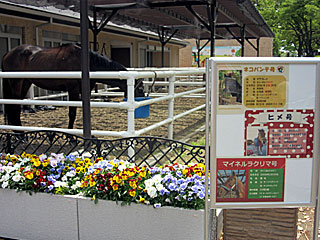 乗馬の展示コーナー