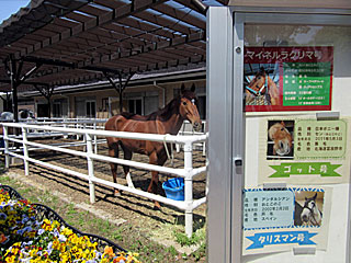 乗馬の展示コーナー