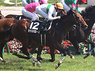 ゼウスバローズ(調布特別)