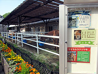 乗馬の展示コーナー