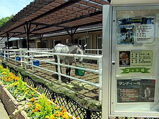 乗馬の展示コーナー