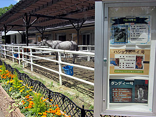 乗馬の展示コーナー